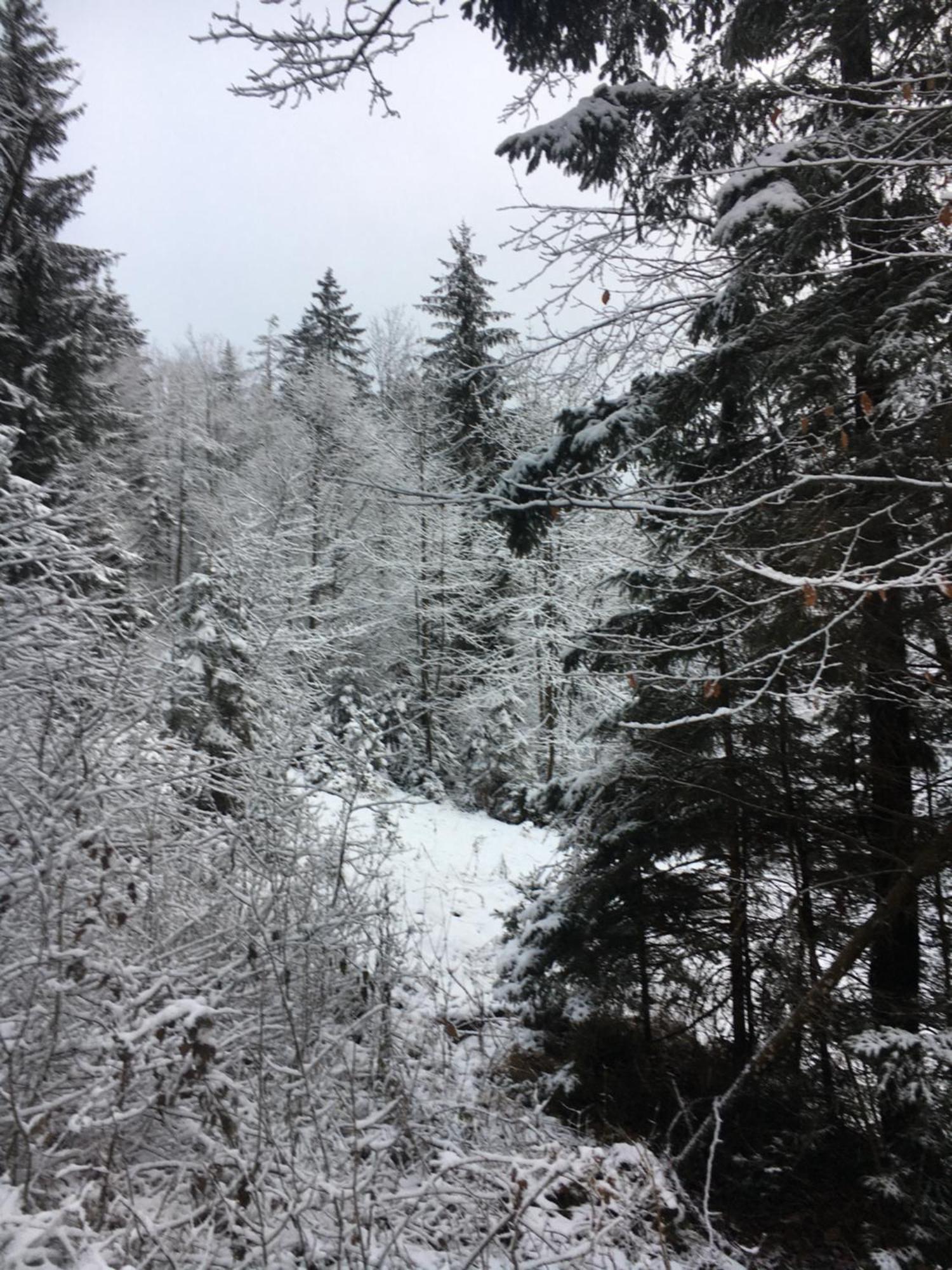 Seelenbaumlerin *